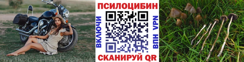 где можно купить   Всеволожск  Псилоцибиновые грибы MAGIC MUSHROOMS 